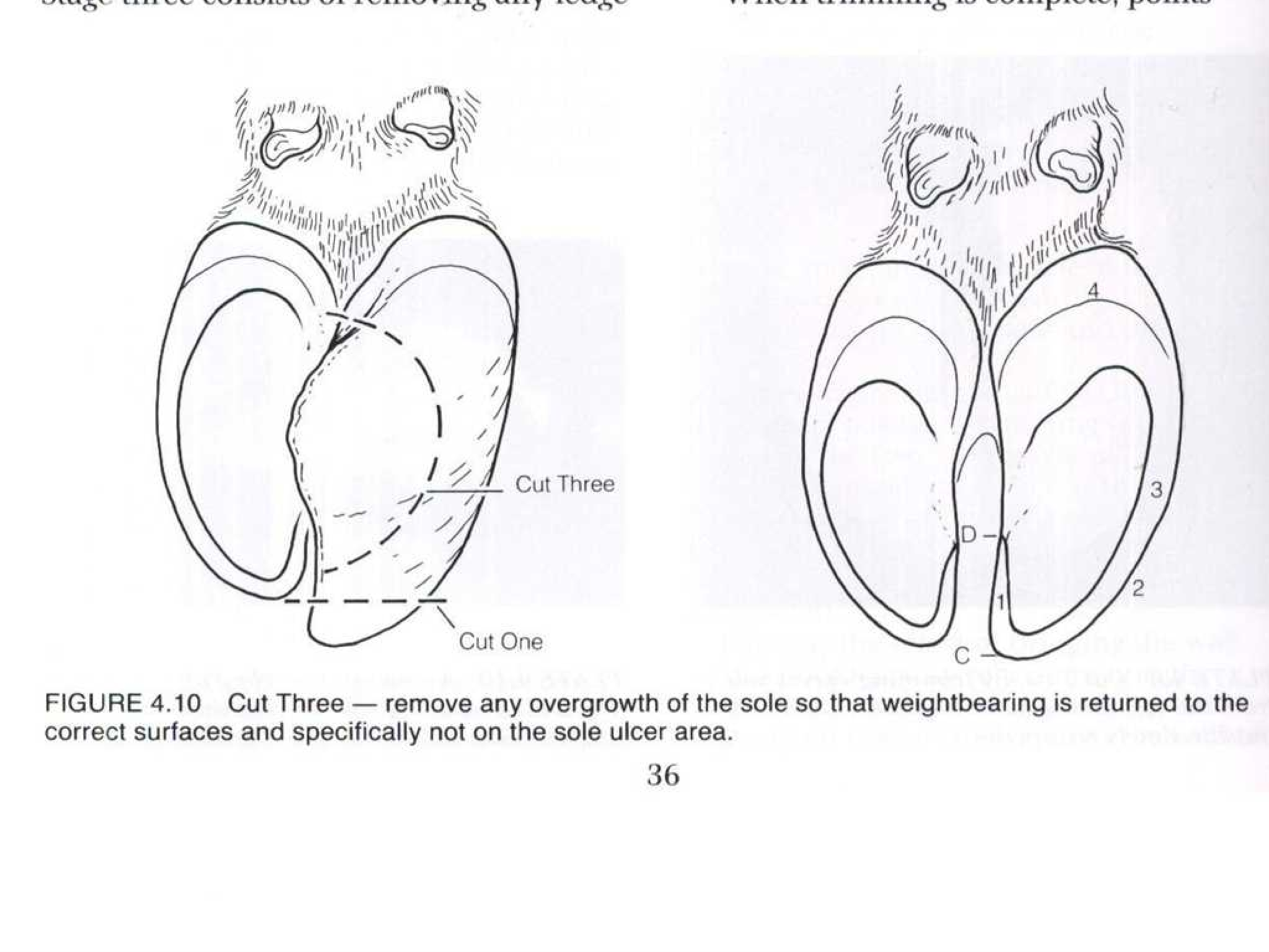 LAS Assignment 4 Hoof Trimming